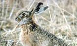 Lapin