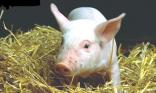 Petit cochonnet