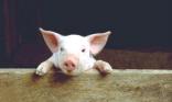 Cochon