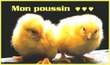 Mon poussin