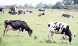 Vaches au pré