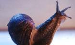 Escargot
