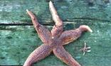 Etoile de mer
