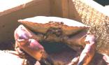 Crabe