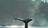 Baleine
