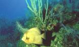 Poisson