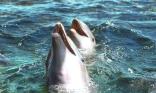 Dauphins