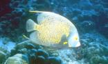 Poisson