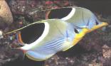 Poisson