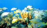 Poissons et coraux