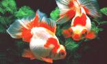 Poisson d aquarium