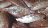 Poissonnerie