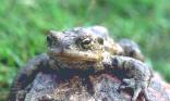Grenouille