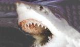 Requin