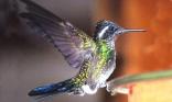 Oiseau