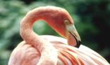 Flamand rose
