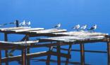 Mouettes
