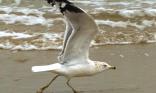 Mouette en envol