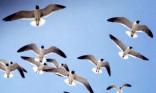 Vol de mouettes