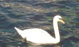 Cygne