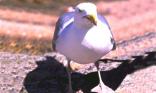 Mouette