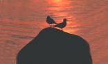 Mouette