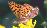 Papillon