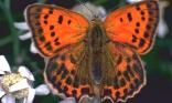 Papillon
