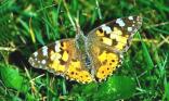 Papillon