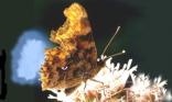 Papillon