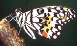 Papillon
