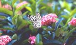 Papillon