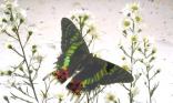 Papillon et marguerite