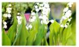 Brins de muguet
