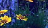 Marguerites