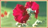 Fleurs
