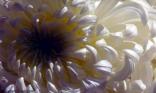 Coeur de dahlia