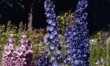 Delphiniums