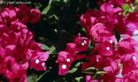 Bougainvilliers