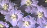 Fleur