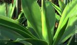Plante grasse