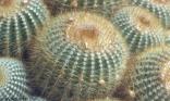 Cactus boule