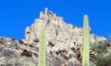 Cactus dans le canyon