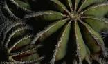 Coeur de cactus