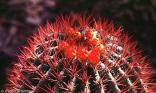 Cactus fleuri