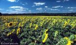 Champ de tournesol
