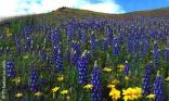 Lupins