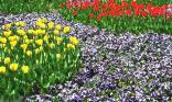Tulipes