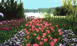Tulipes
