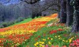 Champ de tulipes